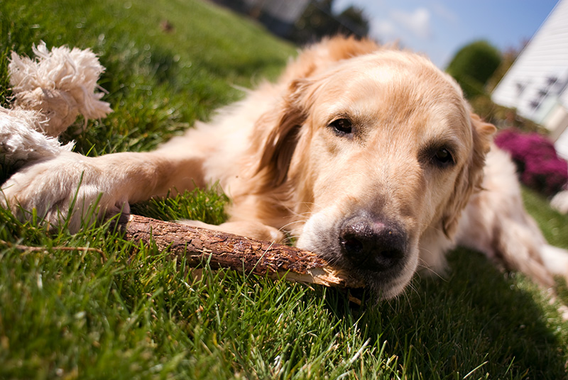 Max chewing on a stick