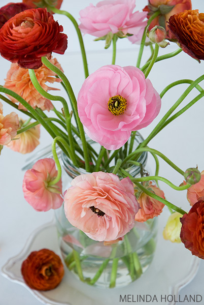 Ranunculus, wilting but beautiful nonetheless