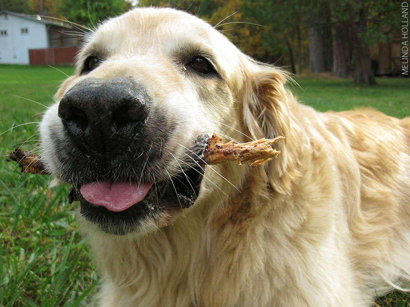 Silly Max with his tongue and stick.