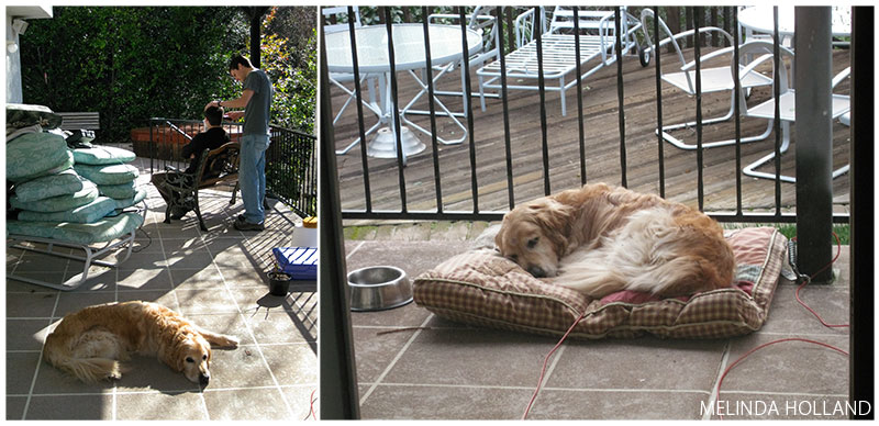 Left: Max 2 days before he passed away. Right: Max napping the afternoon on the day he passed away.