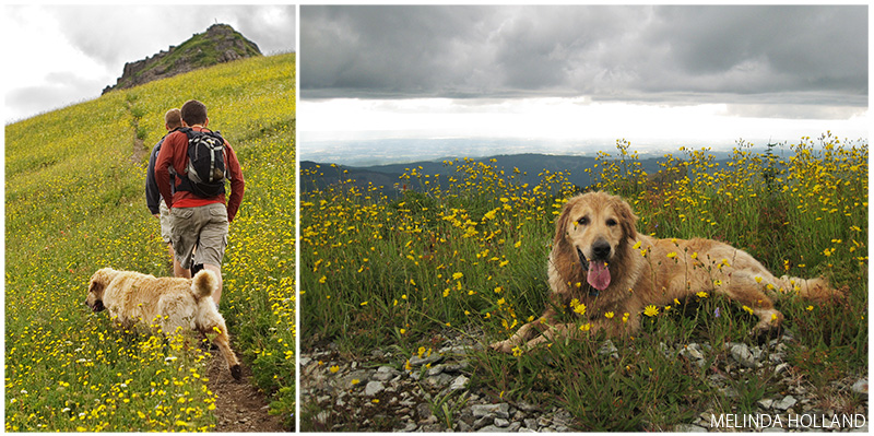 Max hiking at Silver Star Mountain - WA