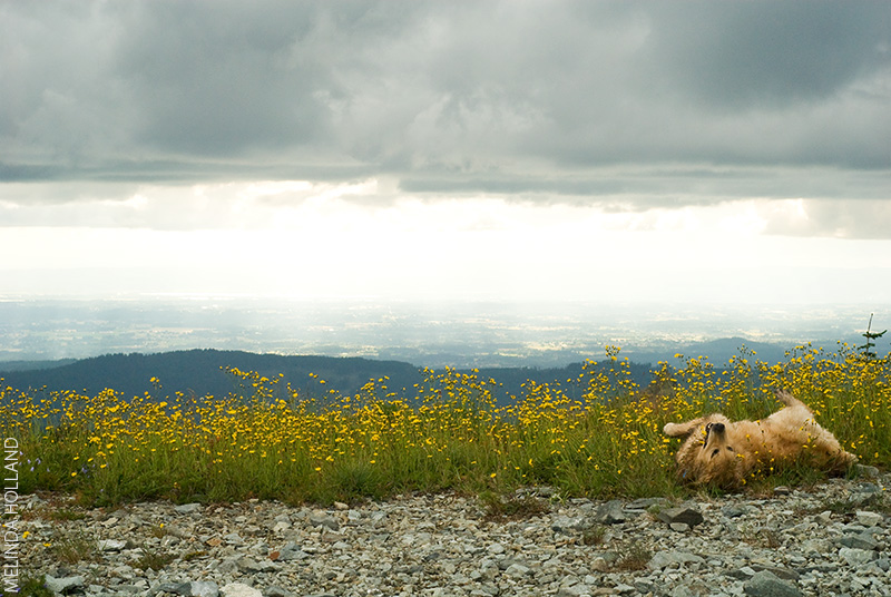 It was never long before he'd start rolling in the grass.