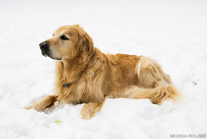 Max in the Snow - December 10, 2009