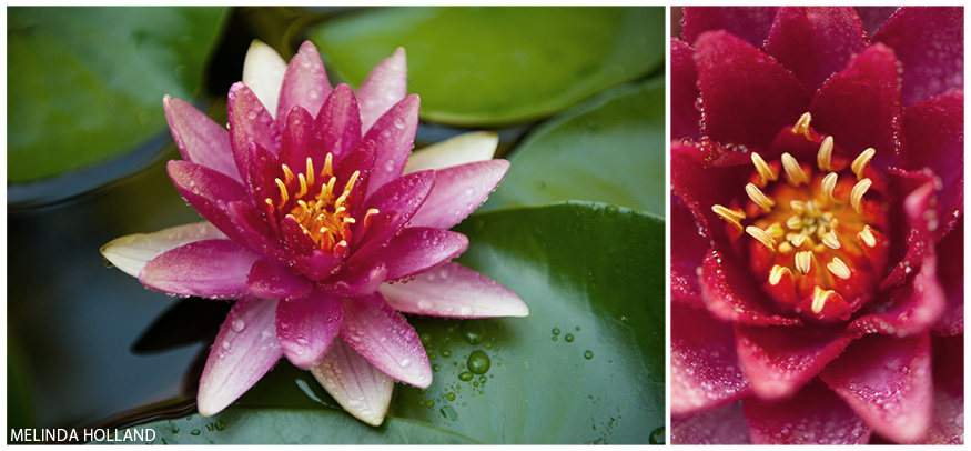 Water Lily, Diptych - Color